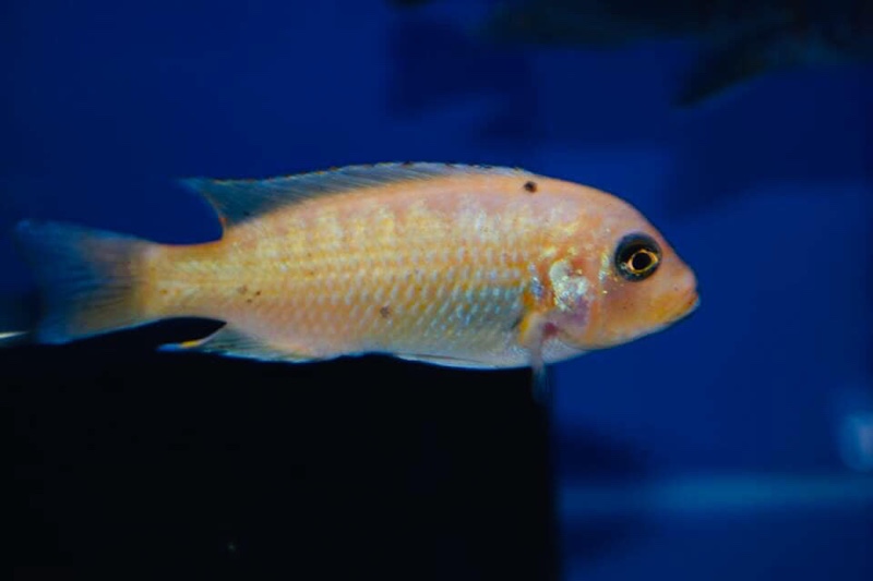 Maylandia zebra 'Narungu'